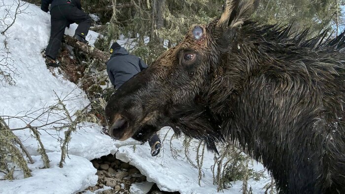 Cette photo montre la tête d'un orignal au pelage sombre et mouillé au premier plan. En arrière-plan, deux personnes vêtues de vêtements d'hiver sombres s'activent sur une pente escarpée et enneigée parsemée de branches et de conifères.