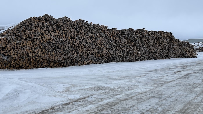 Un grand tas de bois en attente d'être scié.