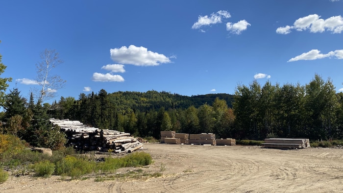 Des piles de bois brut et transformé près d'une forêt.