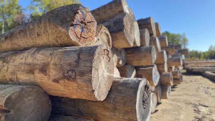 Des piles de billots de bois.