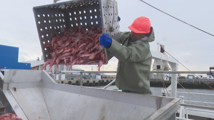 Un pêcheur déverse une caisse de sébastes sur un convoyeur près de son bateau.