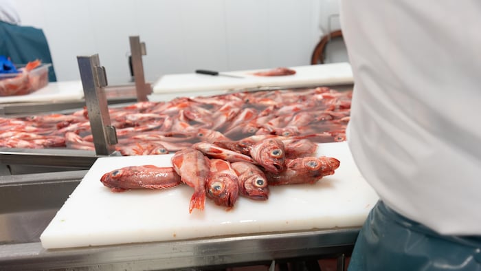 Du sébaste à l’usine des Pêcheries gaspésiennes.