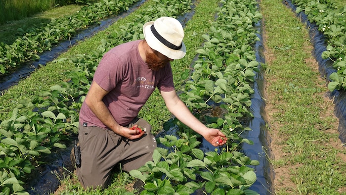 Un homme cueille des fraise dans un champ.