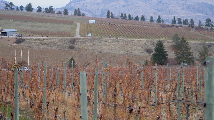 Un vignoble frappé par la sécheresse, dans la vallée de l'Okanagan, en Colombie-Britannique.