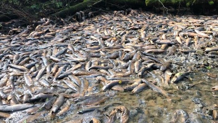 Des saumons morts dans un ruisseau asséché.