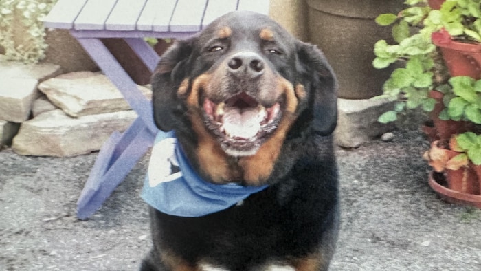Un chien assis.