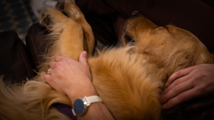 Une chienne endormie.