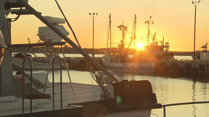 Des bateaux de pêche au thon dans un port au coucher du soleil.