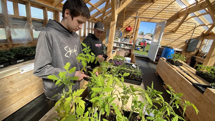 Yohan Comeau et Charles-Antoine Mourant, des élèves de l'école primaire Marguerite-Bourgeoys de Caraquet, manipulent quelques plants.