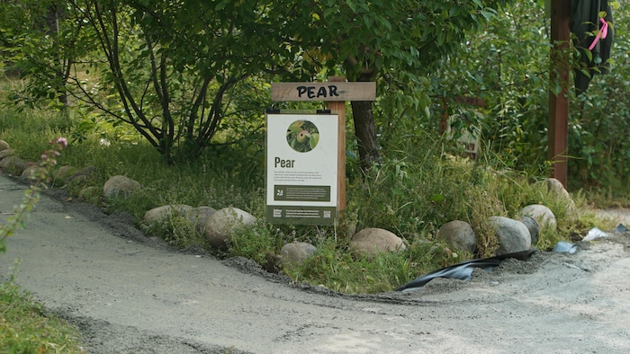 Une pancarte avec écrit « Pear » (poire en français) derrière un sentier.