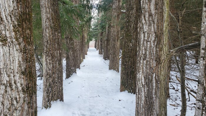 Un sentier entre deux rangées d'arbres en hiver à Rimouski.