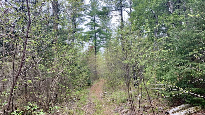 Un sentier de randonnée en forêt.
