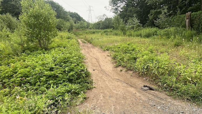 Un sentier dans le secteur Saint-Charles à Drummondville.