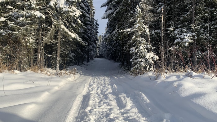 Un sentier de motoneige en forêt.