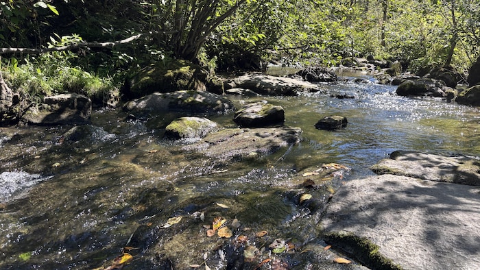 Un ruisseau forestier.
