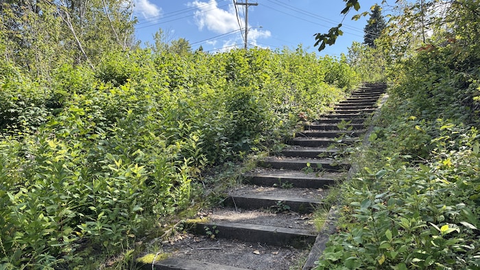 Des marches en bois dans une zone boisée.