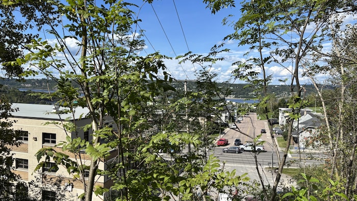 Quelques jeunes arbres se dressent devant un paysage urbain.