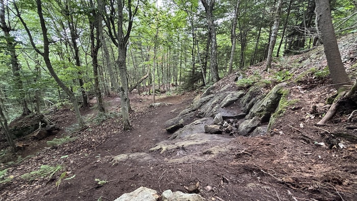 Un sentier de vélo de montagne avec des roches et des racines. 