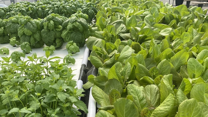 Une serre avec des dizaines de plants de laitue.