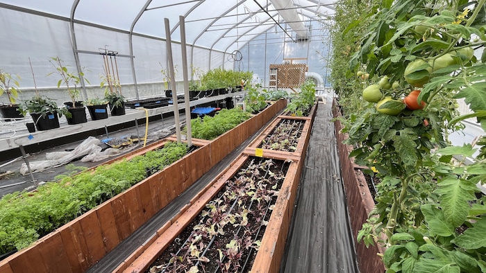 Une photo de la serre.