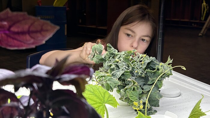 Une élève pollinise les tomates de la serre hydroponique.