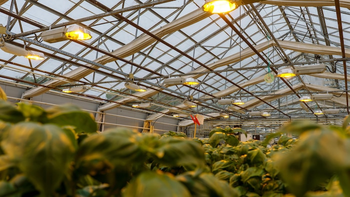 La lumière est essentielle à l'agriculture en serre en Islande.