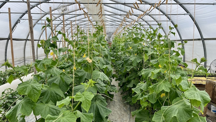 À la serre des Jardins Tomates et Camomille, les premiers paniers de printemps seront remis aux abonnés le 22 mai.