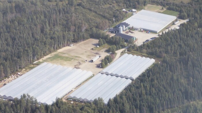 Une vue aérienne des serres de Millson Forestry à Timmins.