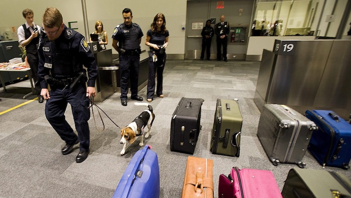Un agent des services frontaliers et un chien renifleur marchent près de valises de voyageurs placées en rangées à l'aéroport Pearson de Toronto.