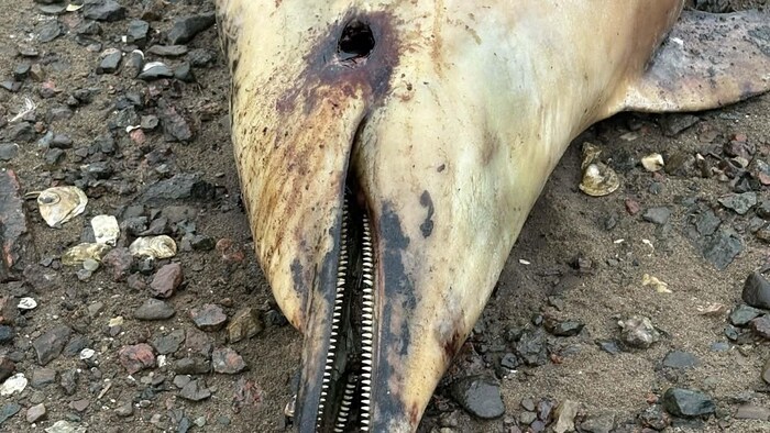 Plan rapproché de la gueule et d'un oeil de l'animal.