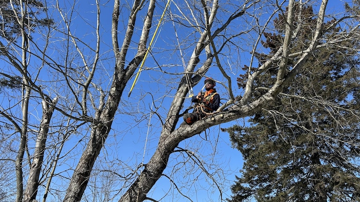 Un employé de la Ville de Sherbrooke dans un arbre. 