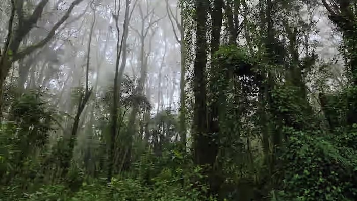 La « Rainforest » au Kilimandjaro.