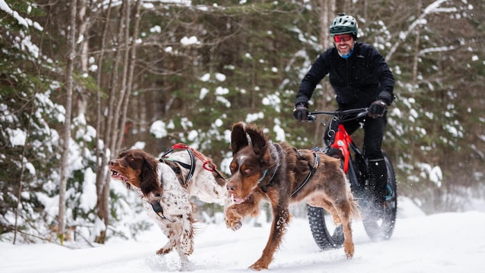 Simon Goudreault sur son vélo surdimensionné tiré par ses deux chiens.