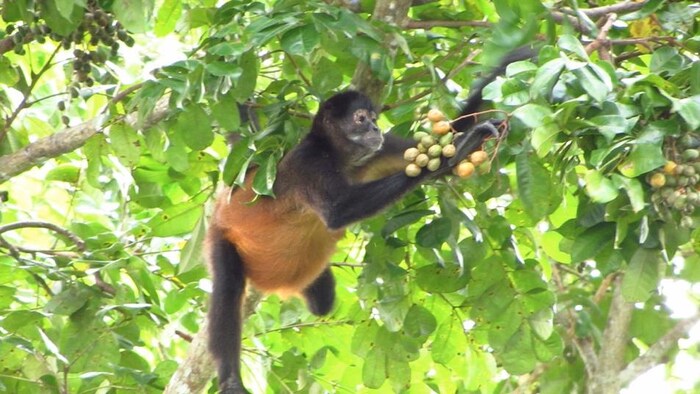 Un singe araignée aux mains noires (Ateles geoffroyi) dans un arbre.