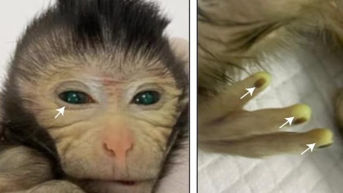 Deux images distinctes montrent la tête d'un singe chimérique et trois doigts.