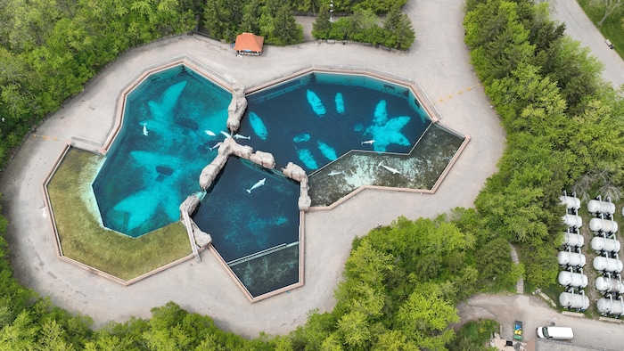 Une grande piscine où nagent des mammifères marins, vue des airs.
