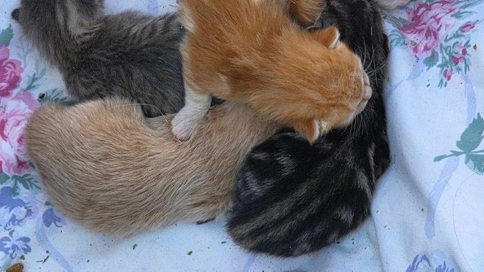 Des chatons sur une couverture.