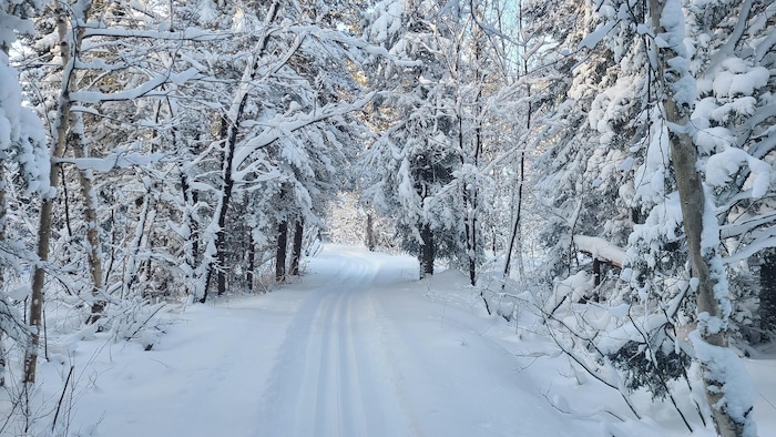 Une piste de ski de fond passe entre des arbres enneigés.