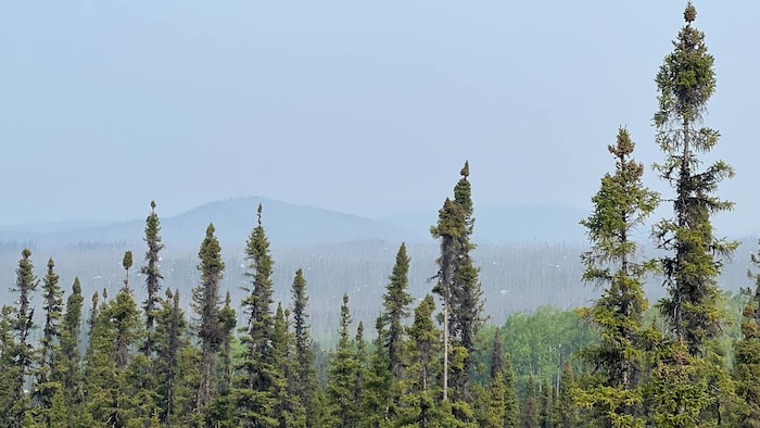 Un paysage enfumé de forêt boréale.