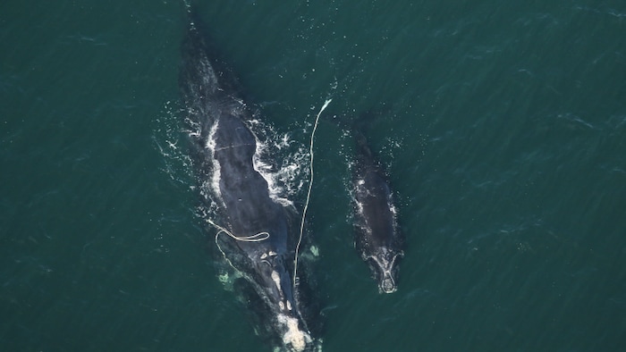 La baleine traîne des cordages de pêche.