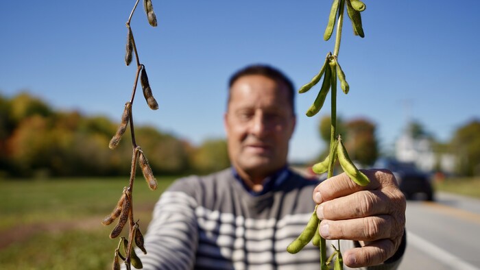 Un homme tient deux plants de soya.