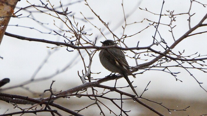 Un petit oiseau est perché dans un arbre.