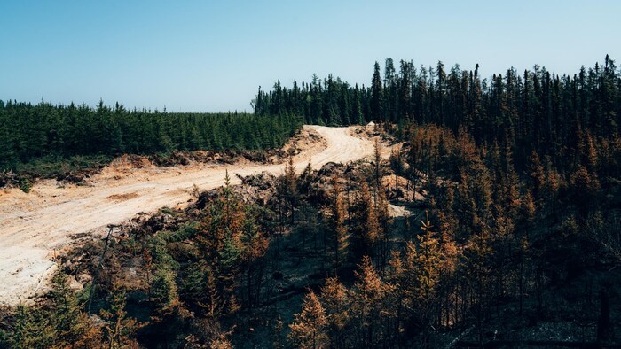 Des arbres brûlés avec un large chemin au milieu.