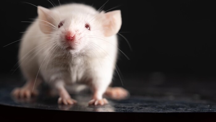 Gros plan sur une souris de laboratoire.