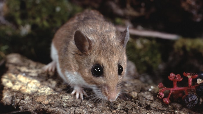 Une souris à pattes blanches (Peromyscus Leucopus).