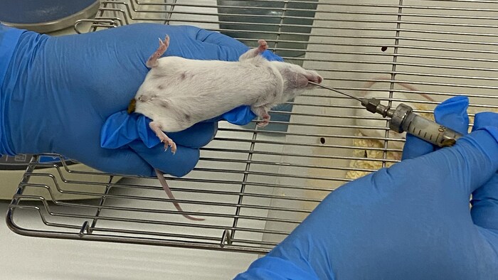 Un chercheur expérimente sur une souris