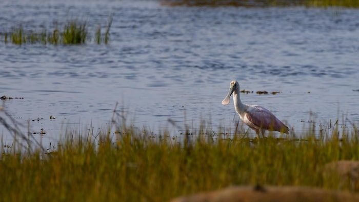 Une oiseau sur un rivage.