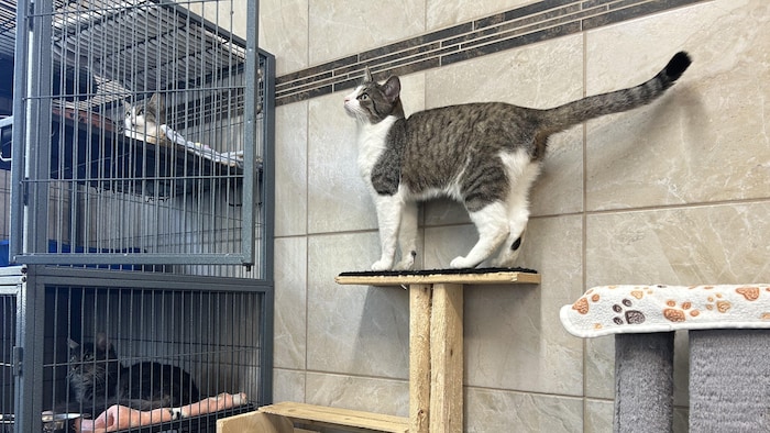 Des chats dans une pièce de la SPCA de Grand-Sault. 