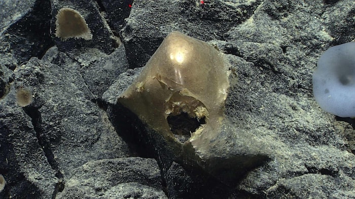 Le spécimen non identifié posé sur un affleurement rocheux sous l'eau.