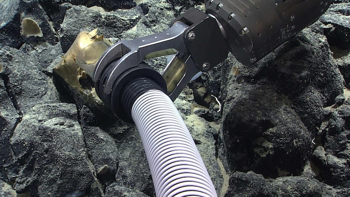 Sous l'eau, une pince serre un tuyau qui collecte le spécimen non identifié en l'aspirant.